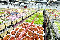 цветочная база "Росцвет"